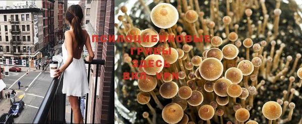 стаф Белокуриха
