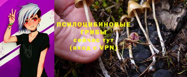 стаф Белокуриха